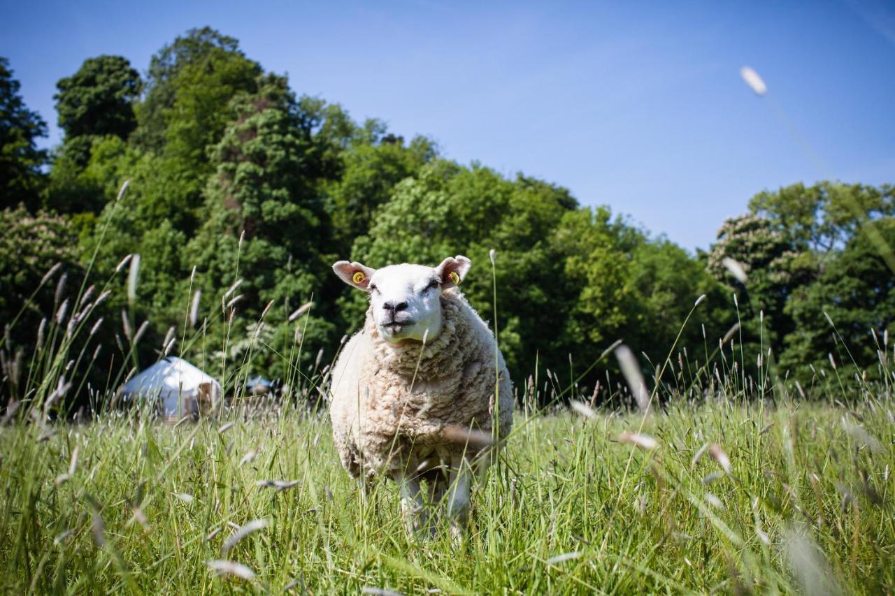 Rock Farm Slane - Glamping Hotel Szoba fotó
